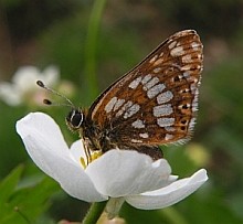 Duke of Burgundy Fritillary - Hamearis lucina © Teresa Farino